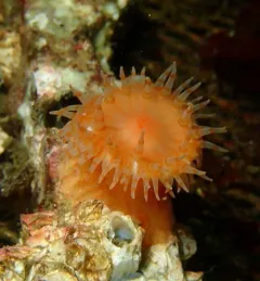 Swimming Anemone thumbnail 1