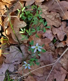 siskiyou rue-anemone thumbnail 2