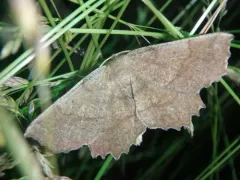 Effective Euchlaena Moth thumbnail 4