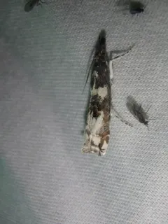 Clouded Veneer Moth thumbnail 2
