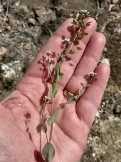 Perfoliate Penny-cress thumbnail 2