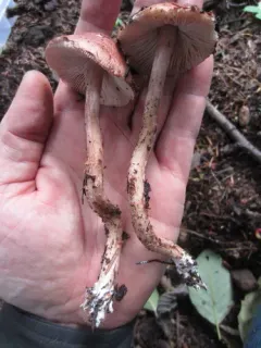Limacella glioderma thumbnail 2