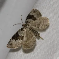 Broken-banded Carpet thumbnail 2