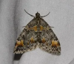 Orange-spotted Carpet Moth thumbnail 2