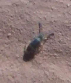 Entomobrya clitellaria thumbnail 2