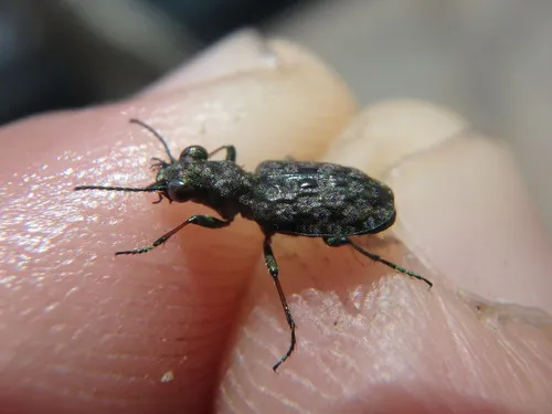 Elaphrus americanus