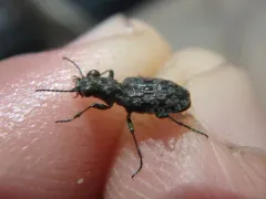 Elaphrus americanus thumbnail 1