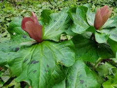 giant wakerobin thumbnail 2