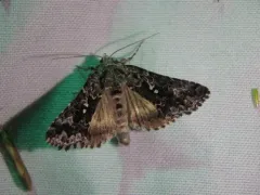 Abstruse False Looper Moth thumbnail 4