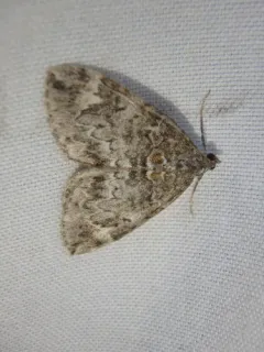 Orange-spotted Carpet Moth thumbnail 4
