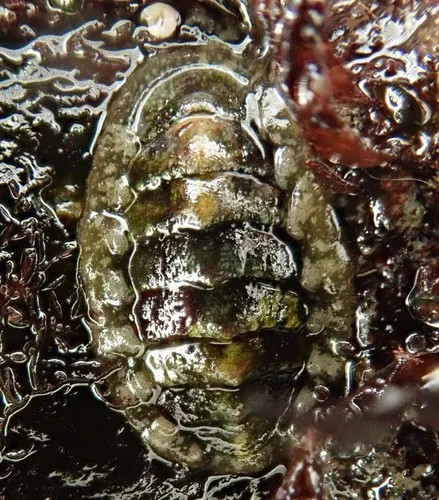 Gould's baby chiton