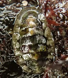 Gould's baby chiton thumbnail 1