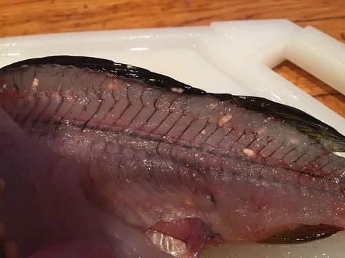Clinostomum marginatum