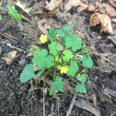 upright yellow woodsorrel thumbnail 2