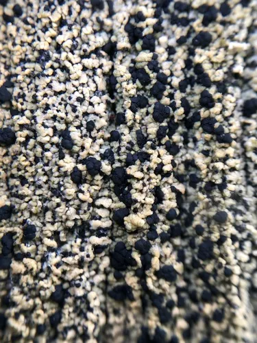 Pycnora praestabilis
