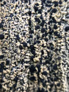 Pycnora praestabilis thumbnail 1