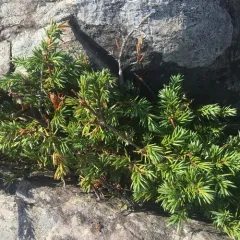 common juniper thumbnail 3