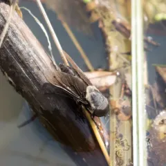 Western Black Horse Fly thumbnail 2