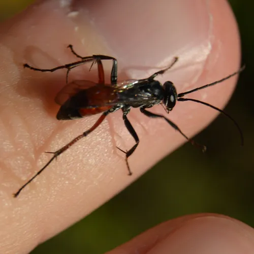 Blotchwing Spider Wasp