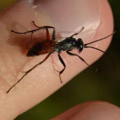 Blotchwing Spider Wasp thumbnail 1