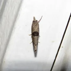 Triangle-backed Pelochrista Moth thumbnail 2