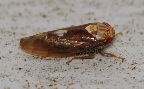 Eutettix borealis