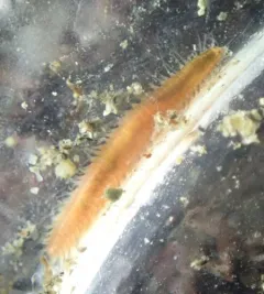 Bat star worm thumbnail 1