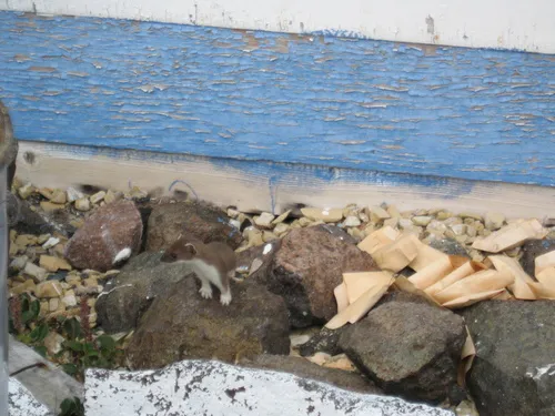 Eurasian Stoat