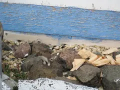 Eurasian Stoat thumbnail 1