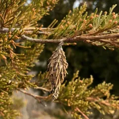 Evergreen Bagworm Moth thumbnail 4