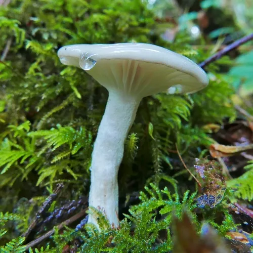 Hygrophorus agathosmoides