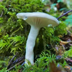 Hygrophorus agathosmoides thumbnail 1
