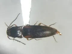 Dalopius cognatus thumbnail 2