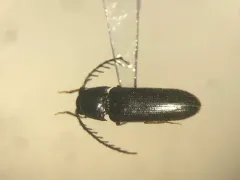 Microrhagus pectinatus thumbnail 1