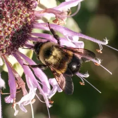 Rusty-patched Bumble Bee thumbnail 2