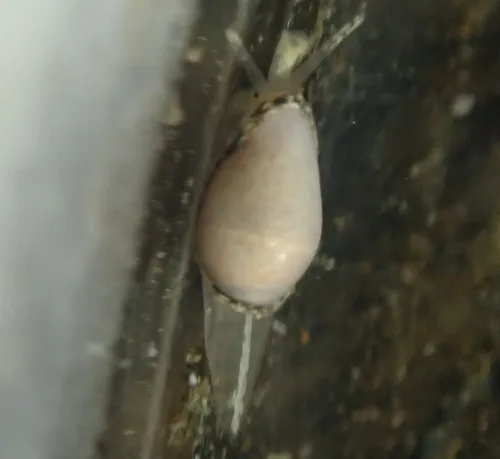 Pear Marginella
