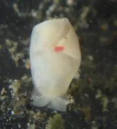 California Diaphana thumbnail 4
