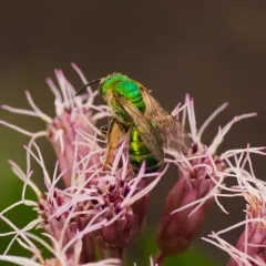 Silky Striped Sweat Bee thumbnail 2