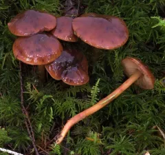 Phaeocollybia californica thumbnail 2