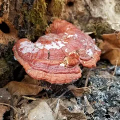 golden reishi thumbnail 4