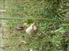 Carthusian Snail thumbnail 2