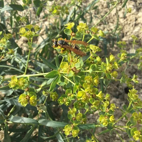 Golden Paper Wasp