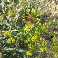 Golden Paper Wasp thumbnail 1