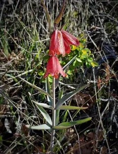 Gentner's fritillary thumbnail 2