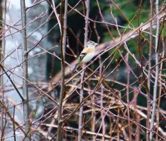 Brambling thumbnail 4
