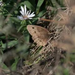 Common Wood-Nymph thumbnail 3