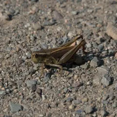 Two-striped Grasshopper thumbnail 3