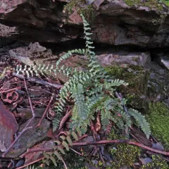 ebony spleenwort thumbnail 3