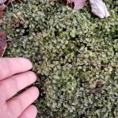Appalachian penny moss thumbnail 4