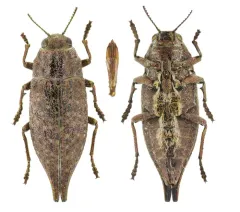 Tailed Jewel Borer thumbnail 4